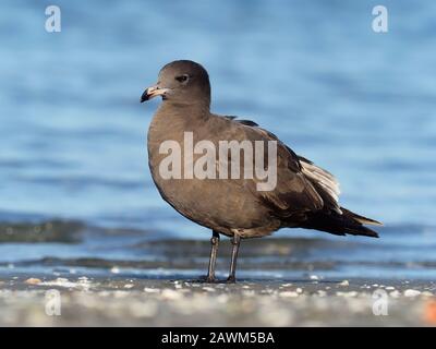 Heermann's Gull, Larus heermanni, Einzeljuvenile Vogel im Wasser, Baja California, Mexiko, Januar 2020 Stockfoto