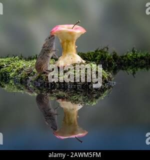 Reflexion der Harvest Mouse (Micromys minutus) Stockfoto