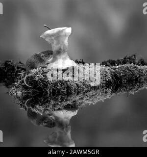 Reflexion der Harvest Mouse (Micromys minutus) Stockfoto