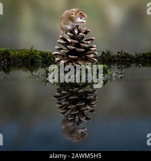 Reflexion der Harvest Mouse (Micromys minutus) Stockfoto