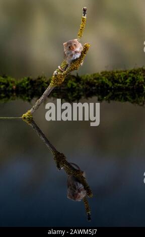 Reflexion der Harvest Mouse (Micromys minutus) Stockfoto