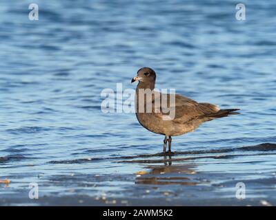 Heermann's Gull, Larus heermanni, Einzeljuvenile Vogel im Wasser, Baja California, Mexiko, Januar 2020 Stockfoto