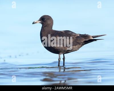 Heermann's Gull, Larus heermanni, Einzeljuvenile Vogel im Wasser, Baja California, Mexiko, Januar 2020 Stockfoto