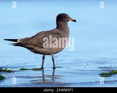 Heermann's Gull, Larus heermanni, Einzeljuvenile Vogel im Wasser, Baja California, Mexiko, Januar 2020 Stockfoto