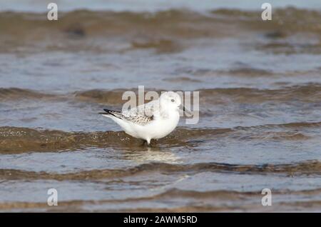 Sanderling, Calidris alba, Einzelperson im Meer, Norfolk, Großbritannien. Stockfoto