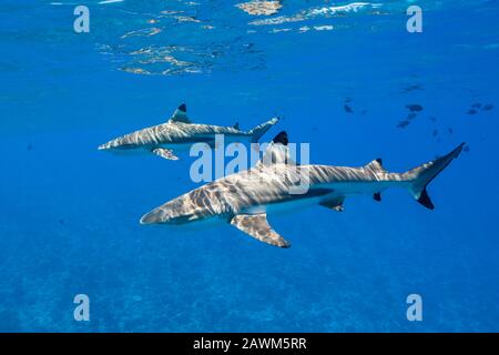 Blacktip Reef Sharks unterhalb der Wasseroberfläche, Carcharhinus melanopterus, Moorea, Französisch-Polynesien Stockfoto