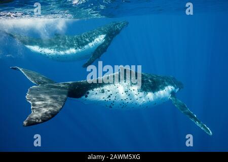 Buckelwale, Megaptera novaeangliae, Moorea, Französisch-Polynesien Stockfoto