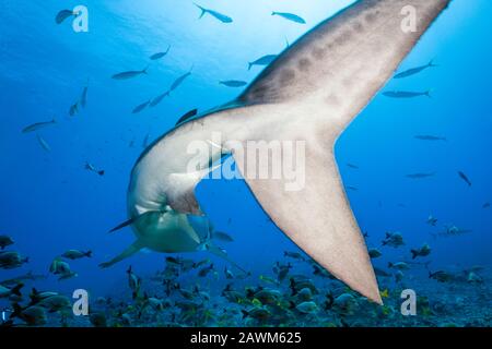 , Tiger Shark, Galeocerdo cuvier, Tahiti, Französisch-Polynesien Stockfoto