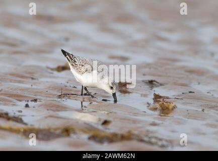 Sanderling, Calidris alba, Einzel-Erw-Fütterung an Meeresküste, Norfolk, Großbritannien. Stockfoto