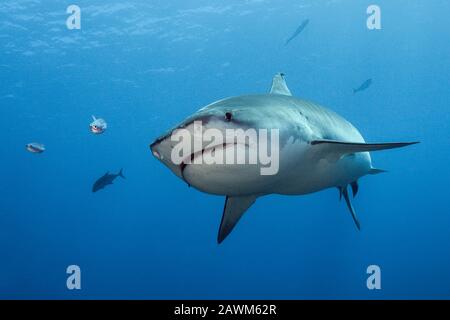 , Tiger Shark, Galeocerdo cuvier, Tahiti, Französisch-Polynesien Stockfoto