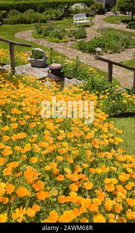 Orange Eschschscholzia californica - kalifornische Mohnblumen mit alter Holztreppe Und weiße Bank im Hinterhof rustikalen Garten im späten Frühjahr Stockfoto