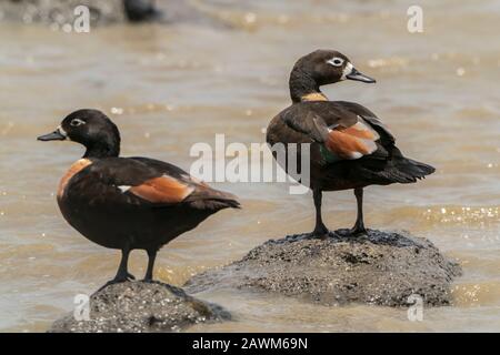 Australian Shelduck (Tadorna Tadornoides), Erwachsene Männer und Frauen, Western Treatment Plant, Melbourne, Victoria, Australien 21. Dezember 2019 Stockfoto