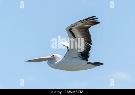 Australian Pelican (Pelecanus conspicillatus), Erwachsene, die an der Küste fliegen, Cairns, Queensland, Australien am 12. Januar 2020 Stockfoto