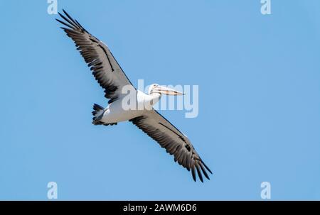 Australian Pelican (Pelecanus conspicillatus), Erwachsene, die an der Küste fliegen, Cairns, Queensland, Australien am 12. Januar 2020 Stockfoto