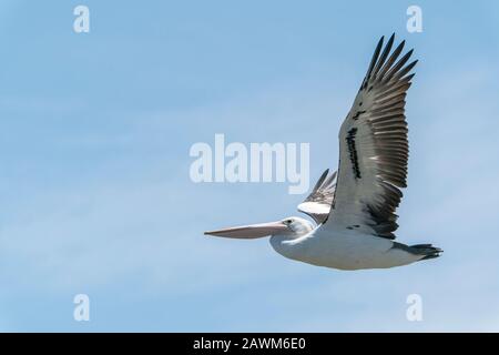 Australian Pelican (Pelecanus conspicillatus), Erwachsene, die an der Küste fliegen, Cairns, Queensland, Australien am 12. Januar 2020 Stockfoto