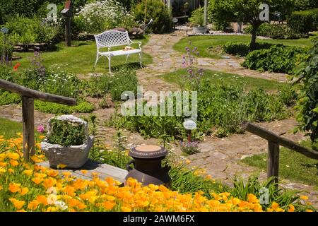 Orange Eschschscholzia californica - kalifornische Mohnblumen mit alter Holztreppe Und weiße Bank im Hinterhof rustikalen Garten im späten Frühjahr Stockfoto