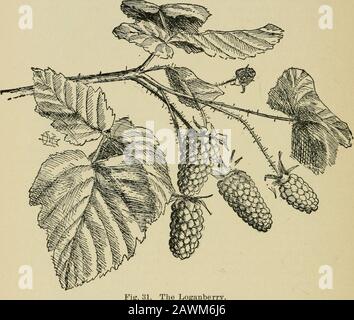 Bush-Fruits; eine Gartenbau-Monographie von Himbeeren, Brombeeren, dewbeeren, Korinthen, Stachelbeeren und anderen raucherartigen Früchten. D durch diesen Setzling haben ihn überzeugt, dass er fast sicher eine Hybride zwischen ihnen ist. Eine bemerkenswerte Tatsache, die von ihm angeführt wird, ist, dass von Tausenden von Pflanzen, die aus Seedsof dieser Sorte angebaut werden, bisher noch niemand gezeigt hat, soweit er sich dessen bewusst ist, keine der eindeutigen Eigenschaften eines der beiden Elternteile, nicht einer auf den ursprünglichen Typ der Himbeere oder des Aughinbaughs zurückgegangen ist. Die meisten von ihnen sind jedoch der ursprünglichen Anlage unterlegen. Er gibt auch an, dass er nie gesugt habe Stockfoto