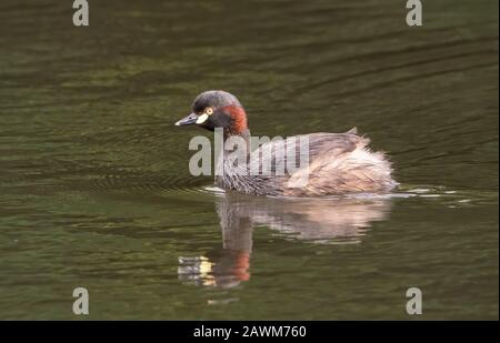 Australasian Grebe (Tachybaptus novaehollandiae), Schwimmen am See, Atherton Tablelands, Queensland, Australien 9. Januar 2020 Stockfoto