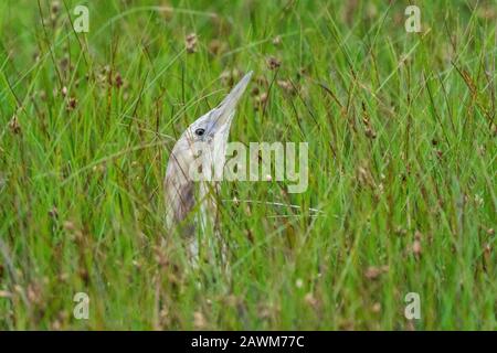 Australasian Bittern (Botaurus poiciloptilus), versteckt in Schilf, Western Treatment Plant, Melbourne, Victoria, Australien am 22. Dezember 2019 Stockfoto