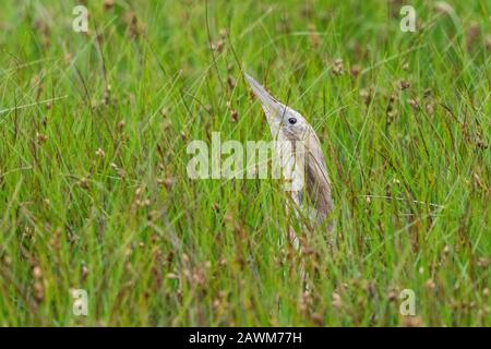 Australasian Bittern (Botaurus poiciloptilus), versteckt in Schilf, Western Treatment Plant, Melbourne, Victoria, Australien am 22. Dezember 2019 Stockfoto