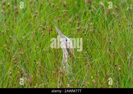 Australasian Bittern (Botaurus poiciloptilus), versteckt in Schilf, Western Treatment Plant, Melbourne, Victoria, Australien am 22. Dezember 2019 Stockfoto