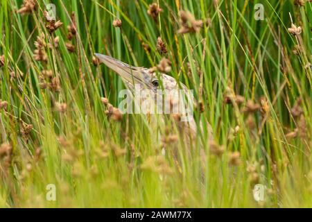 Australasian Bittern (Botaurus poiciloptilus), versteckt in Schilf, Western Treatment Plant, Melbourne, Victoria, Australien am 22. Dezember 2019 Stockfoto