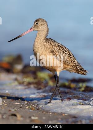 Marmorierter Pate, Limosa Fedoa, Einzelvogel im Wasser, Baja California, Mexiko, Januar 2020 Stockfoto