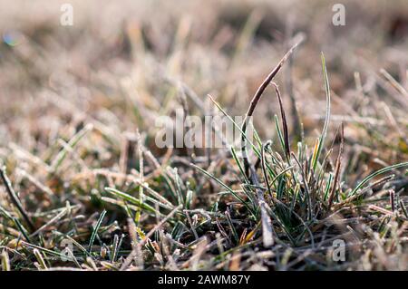 Grashalme an einem sonnigen Tag mit Frost bedeckt. Stockfoto