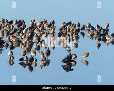 Marmorierter Pate, Limosa Fedoa, Einzelvogel im Wasser, Baja California, Mexiko, Januar 2020 Stockfoto