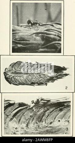 Journal of Agricultural Research . Journal of Agricultural Research Vol. VI, No.2 PLATE VIOviposition of Megasiigmus spermotrophus in the Cones of Douglas jfir: Abb. I, 2.-Zwei weibliche Positionen auf der Oberfläche des Kegels mit eingefügtem Ovipositor.Fotografiert von toten Weibchen, die in dieser Position getötet worden waren. Vergrößert. Abb. 3.-Buchse, die auf dem Kegel mit eingefügtem Ovipositor ruht. Fotografiert aus dem Leben.Vergrößert. Platte VIIOviposition von Megastigromis spermotropkus in den Konen von Douglasien: Abb. I.-Weiblich als Akt des Rückzugs des Ovipositors aus dem Kegel. Fotografierte Frohleben. Vergrößert. Abb. 2.-Abschnitt t Stockfoto