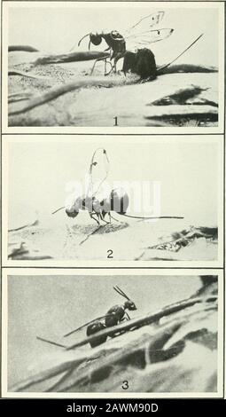 Journal of Agricultural Research . Journal of Agricultural Research Vol. VI Nr. 2 Oviposition von Megastigmus spermotrophus Platte VI. Journal of Agricultural Research Vol. VI, No.2 PLATE VIOviposition of Megasiigmus spermotrophus in the Cones of Douglas jfir: Abb. I, 2.-Zwei weibliche Positionen auf der Oberfläche des Kegels mit eingefügtem Ovipositor.Fotografiert von toten Weibchen, die in dieser Position getötet worden waren. Vergrößert. Abb. 3.-Buchse, die auf dem Kegel mit eingefügtem Ovipositor ruht. Fotografiert aus dem Leben.Vergrößert. Platte VIIOviposition von Megastigromis spermotropkus in den Konen von Douglasien: Abb. I.-Fe Stockfoto