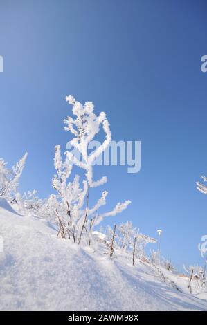 Schnee- und frostbedeckte Pflanzen Stockfoto