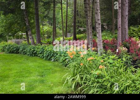 Grenze mit orangefarbenen Hemerocallis, burgunderrot Astilbe X arendsii 'Burgunderrot' und Hydrangea arborescens ‘Annabelle’ Sträucher im Vorgarten gepflanzt Stockfoto