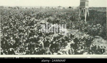 Journal of Agricultural Research . Journal of Agricultural Research Vol. VI, Nr. 1 Climatic Conditions and Cercospora beticola Plate IV ^ .,"-•:.-., .^;:^* ^^^ Stockfoto