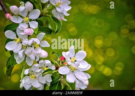 Weiße Kirschblüten mit verschwommenem Fokus Hintergrund Stockfoto