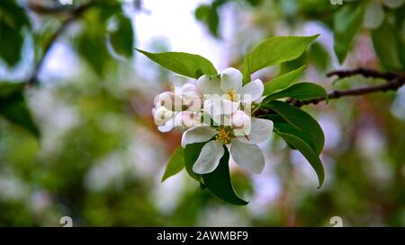 Nahaufnahme der Kirschblüte im Frühling Stockfoto