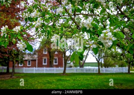 Kirschblüte auf der vorderen Wiese des Hauses mit weißen Pflastenzäunen Stockfoto