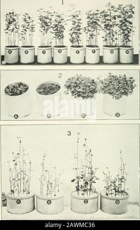 Journal of Agricultural Research . Journal of Agricultural Research Vol. VI, Nr. 1 Relation von Carbon Bisulphid zu Plant Growth Plate. Journal of Agricultural Research Vol. VI, Nr. 1 PLATE II Abb. I.-Effekt unterschiedlicher Mengen Kohlenstoff-Bisulphid auf Senf; A, B, seilunbehandelt; C, D, Boden behandelt mit 0,5 Prozent Kohlenstoff-Bisulphid; E, F, Boden behandelt mit I Prozent Kohlenstoff-Bisulphid; G, H, Boden behandelt mit 2 Prozent Carbonbisulfid. Abb. 2.-Wirkung von Kohlenstoff-Bisulphid auf Klee im Torfboden; .4, B, unbehandelter Boden;C, D, Boden behandelt mit 2 Prozent Kohlenstoff-Bisulphid. Abb. 3.-Effekt o Stockfoto