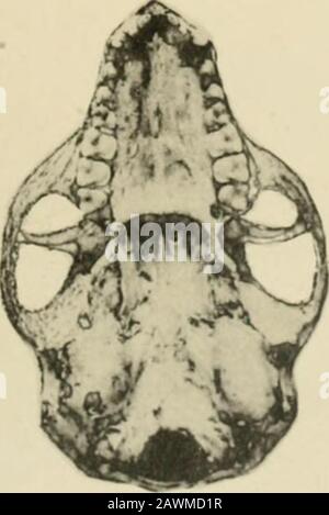 Mires de la Soci zoologique de France. ?^i^ 14 15. Stockfoto