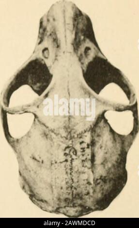 Mires de la Soci zoologique de France. Stockfoto