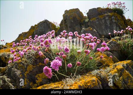 Blühende Thrift, Armeria maritima, wächst auf den felsigen Klippen von Dumfries und Galloway in der Nähe des Dorfes Insel Whithorn. Südwestschottland Großbritannien Stockfoto