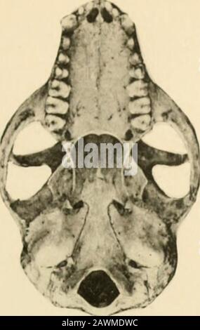 Mires de la Soci zoologique de France. 10 "IIV 1 ECERF. HOUEN PI l. Stockfoto