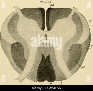 Ein Textbuch der Physiologie für Medizinstudenten und Ärzte. * Aus den Ergebnissen vergleichender Untersuchungen der verschiedenen Wirbeltiere können wir schließen, dass die langen Trakte eine relativelylate Entwicklung in ihrer phylogenetischen Geschichte sind und dass bei den hoch entwickelten Tieren der Mensch und die anthropoiden Affen, * Sherrington und Laslett, Journal of Physiology, 29, 188, 1903; AndSherrington, ebd., 14, 255. 168 PHYSIOLOGIE DES ZENTRALEN NERVENSYSTEMS. Diese langen Trakte sind auffälliger und bilden eine größere pro-centage der gesamten Schnabelfläche. Ein physiologischer Korollaryof dieser Schlussfolgerung sollte Stockfoto