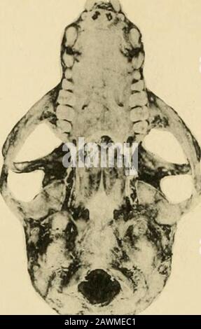 Mires de la Soci zoologique de France. H^•S^ -.é^3^t^ Stockfoto