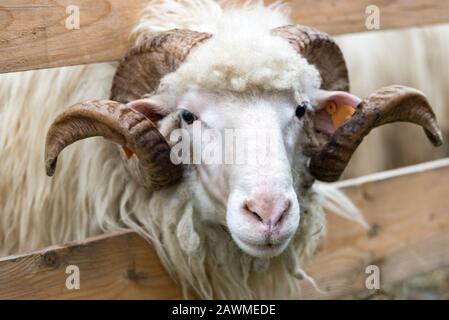 Nahaufnahme eines Widderkopfes mit einem großen Horn im Hof Stockfoto