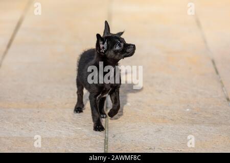 Bezaubernde kleine ChiPoo Welpe im Freien, Chihuahua Poodle Mix Stockfoto