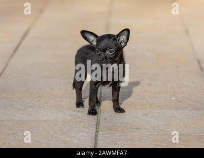 Bezaubernde kleine ChiPoo Welpe im Freien, Chihuahua Poodle Mix Stockfoto