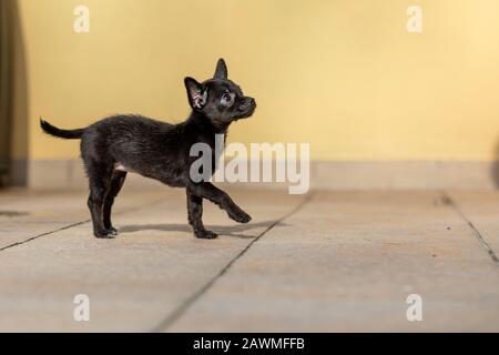 Bezaubernde kleine ChiPoo Welpe im Freien, Chihuahua Poodle Mix Stockfoto