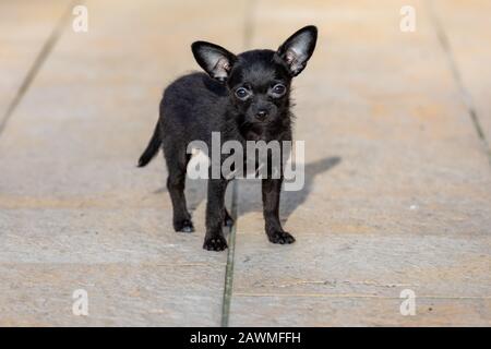 Bezaubernde kleine ChiPoo Welpe im Freien, Chihuahua Poodle Mix Stockfoto