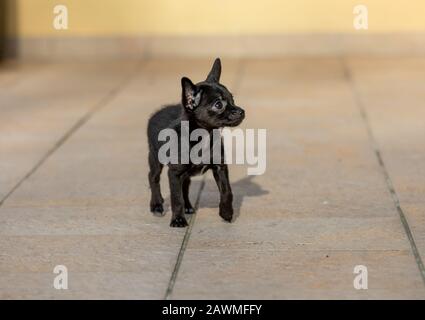 Bezaubernde kleine ChiPoo Welpe im Freien, Chihuahua Poodle Mix Stockfoto